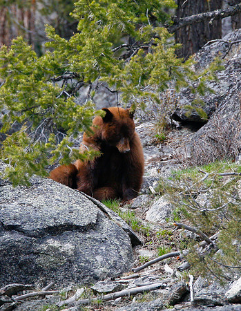 Black Bear