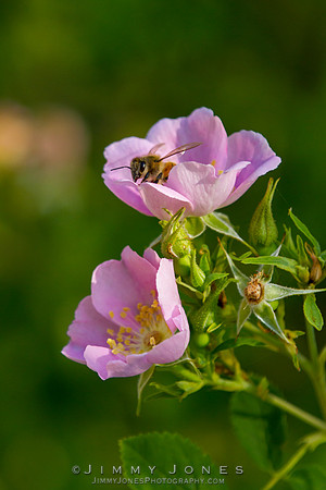 Honey Bee