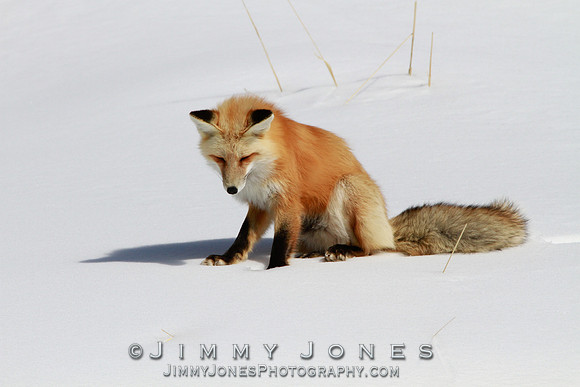 Red Fox