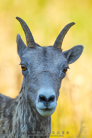 Big Horn Sheep - CS/P0334