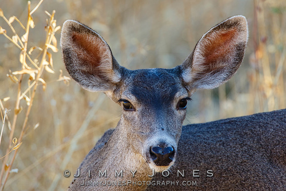 Mule Deer Doe