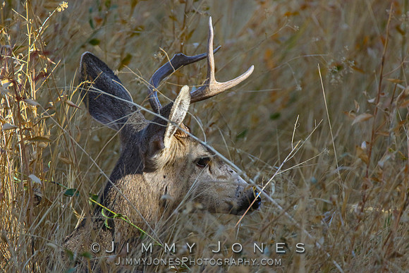 Mule Deer Buck