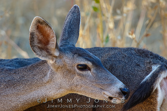 Mule Deer Doe