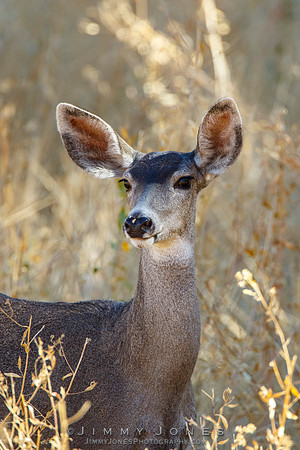 Mule Deer Doe