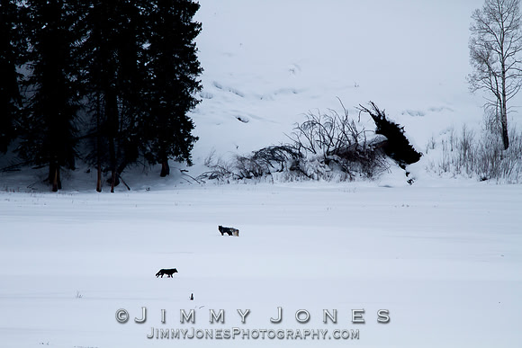 Junction Butte Alphas and Black Female