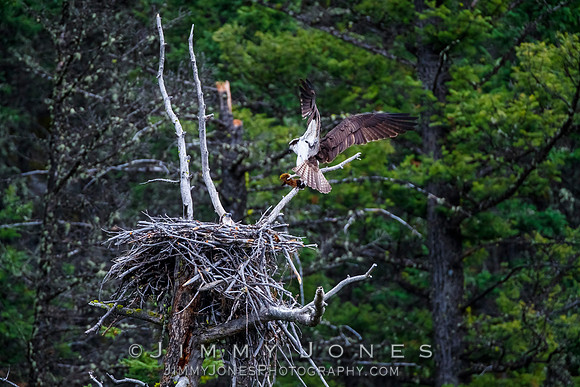 Osprey at Nest