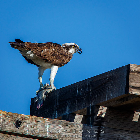 Osprey