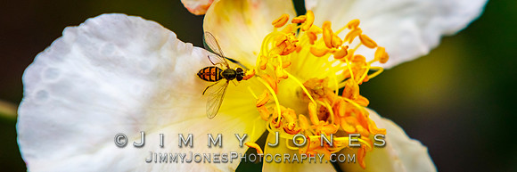Hover Fly