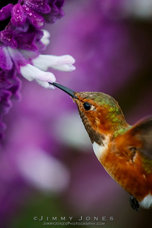 Rufous - Subadult - Hummingbird