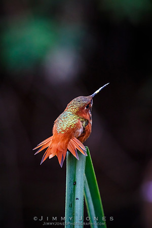 Rufous - Subadult - Hummingbird