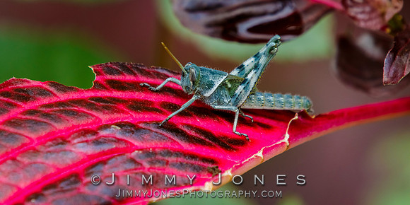 Grasshopper Nymph