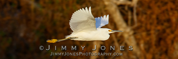 Snowy Egret