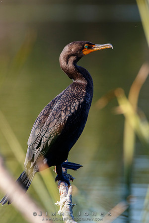 Double Crested Cormorant