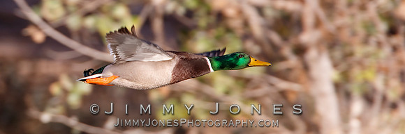 Male Malard