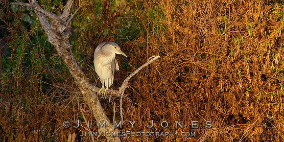 Black-crowned Night Heron
