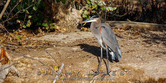 Great Blue Heron