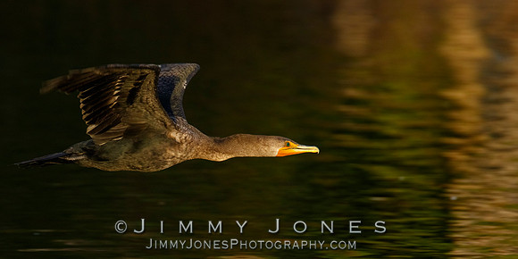 Double Crested Cormorant