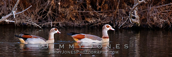 Egyptian Geese