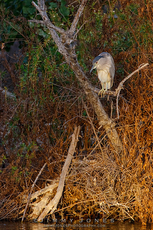 Green Heron