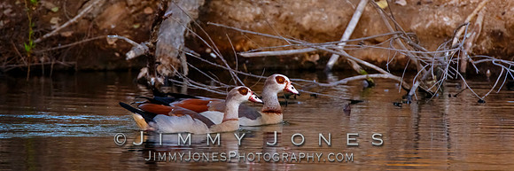 Egyptian Geese