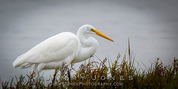Great White Egret
