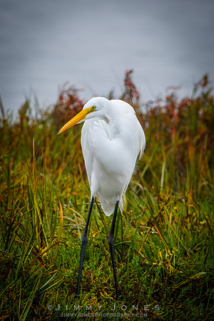 Great White Egret