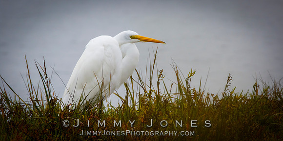 Great White Egret