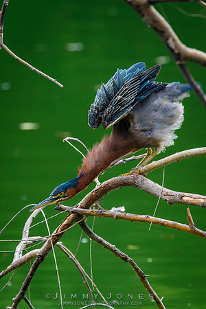 Green Heron