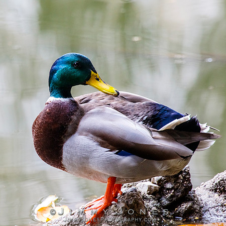 Male Mallard