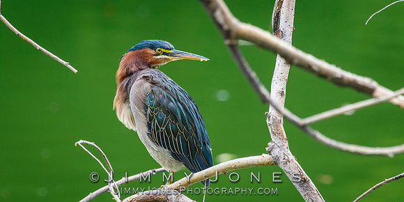 Green Heron