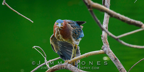 Green Heron