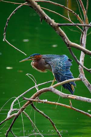 Green Heron