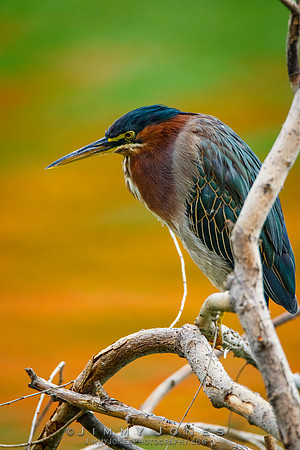 Green Heron
