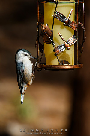 White-brested Nuthatch