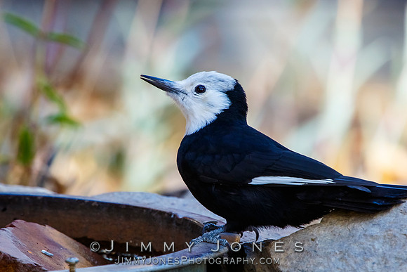White Headed Woodpecker (Female)