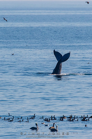 Humpback Whale Tail