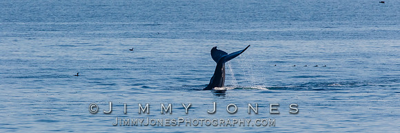 Humpback Whale Tail