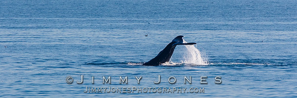 Humpback Whale Tail