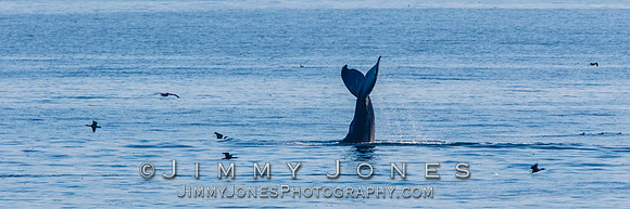 Humpback Whale Tail