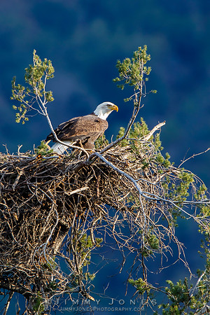 Bald Eagle at Nest