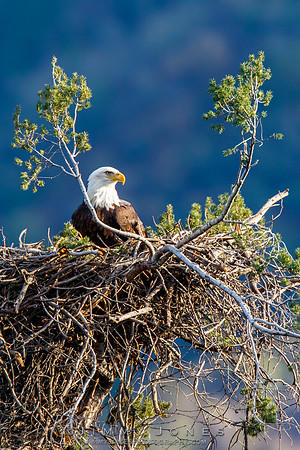 Bald Eagle at Nest