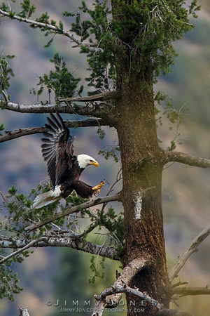 Bald Eagle Landing