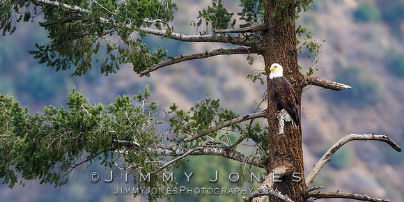 Bald Eagle