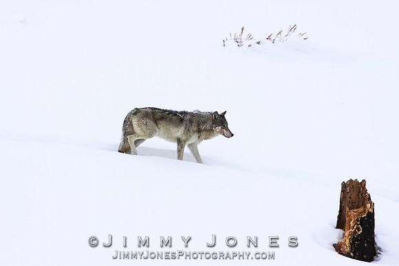 '06 Female Wolf