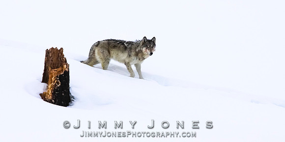 '06 Female Wolf