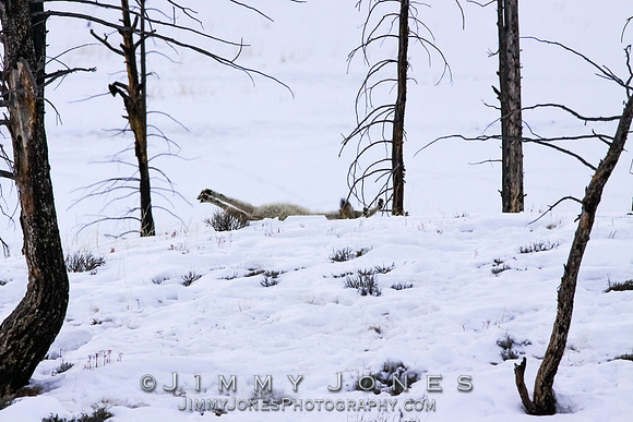 '06 Female Wolf