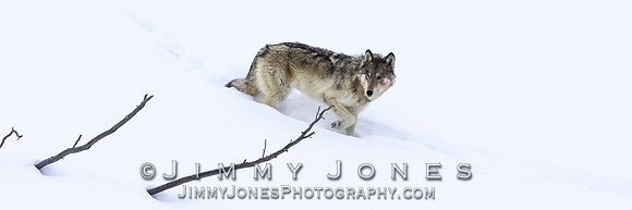 '06 Female Wolf