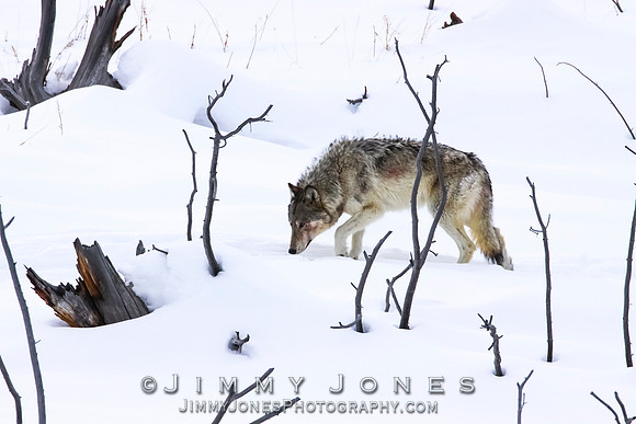 '06 Female Wolf