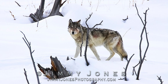 '06 Female Wolf