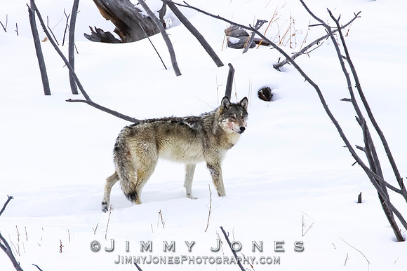 '06 Female Wolf